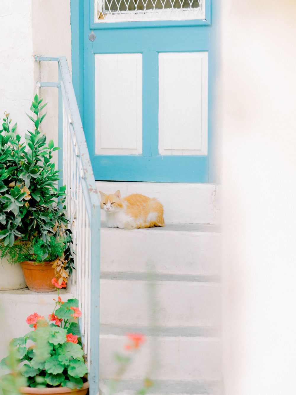 Destination wedding in Cyprus, Lefkara village. A cat sitting in front of a house