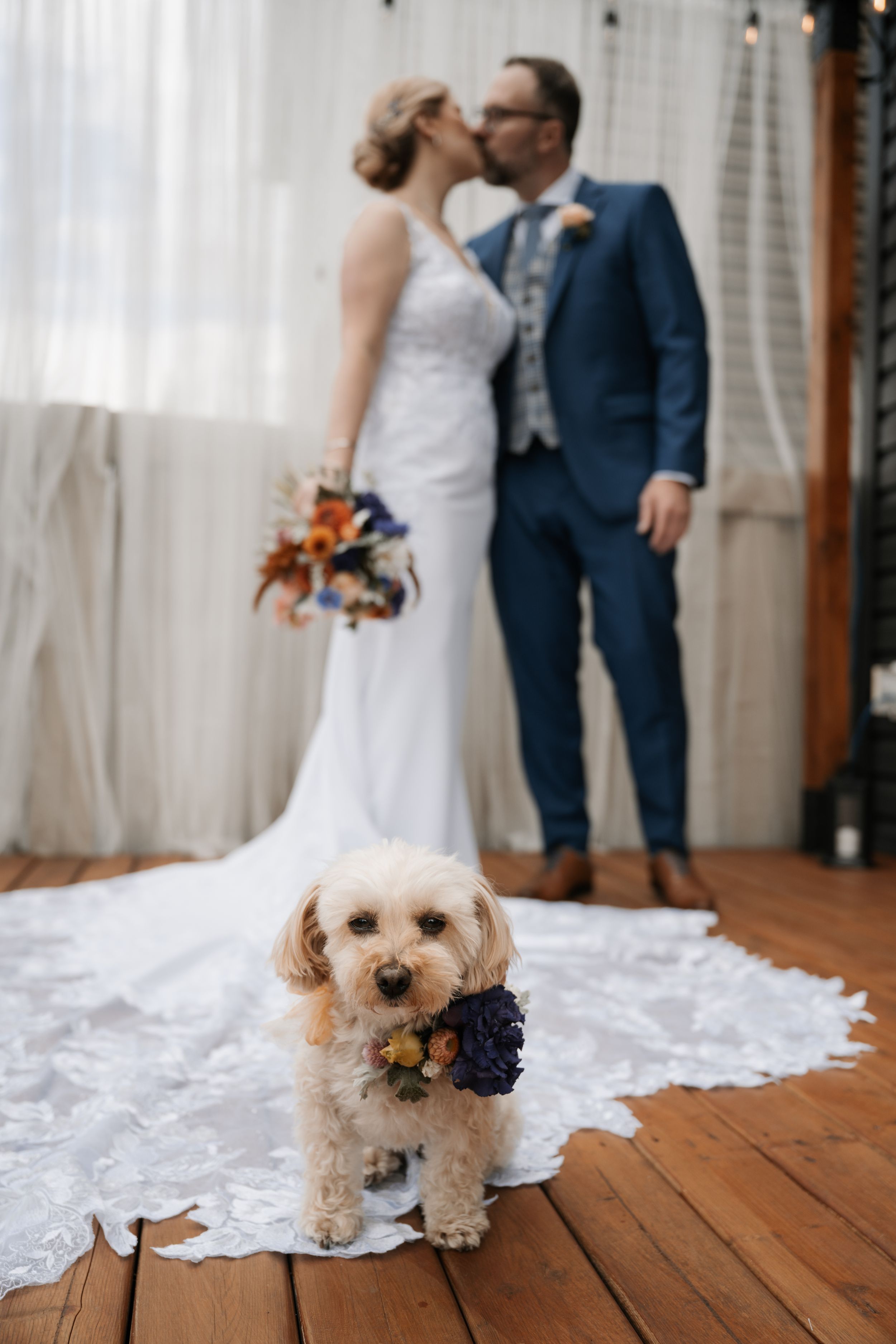 Cute small dog wearing bowtie sits on white train of wedding dress on wooden floor during wedding ceremony.
