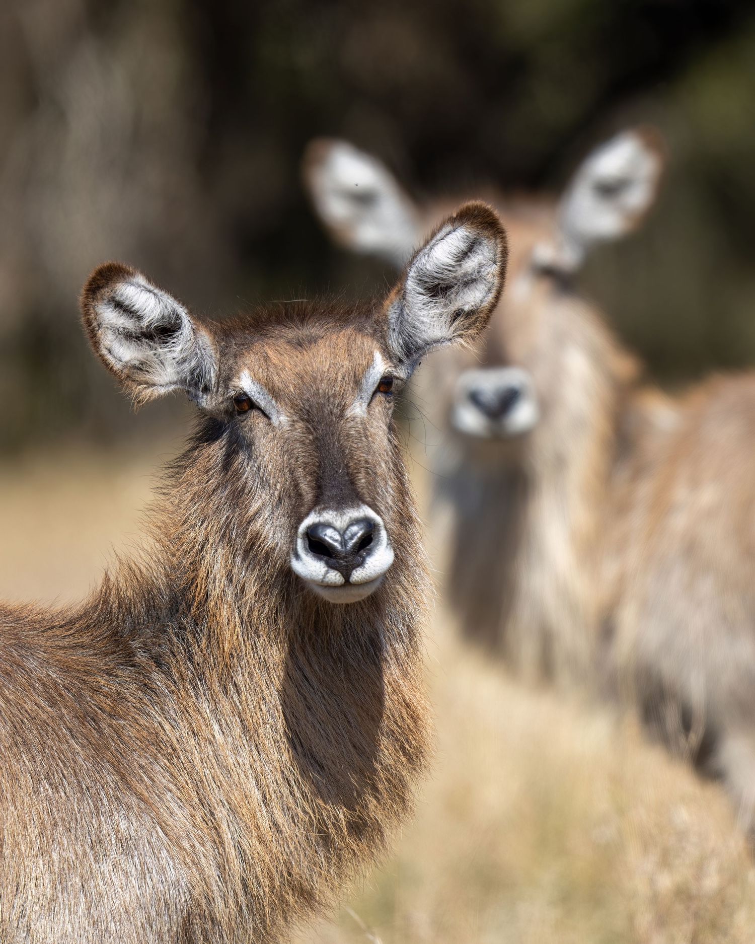 Alert waterbuck peers through tall savanna grass.