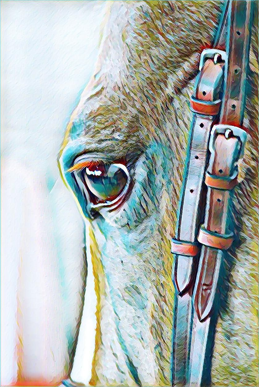 Wedding Photographer, Equine Event Photographer, Second Shooter Photographer in East Tennessee, TN, near Chattanooga, TN and North GA area