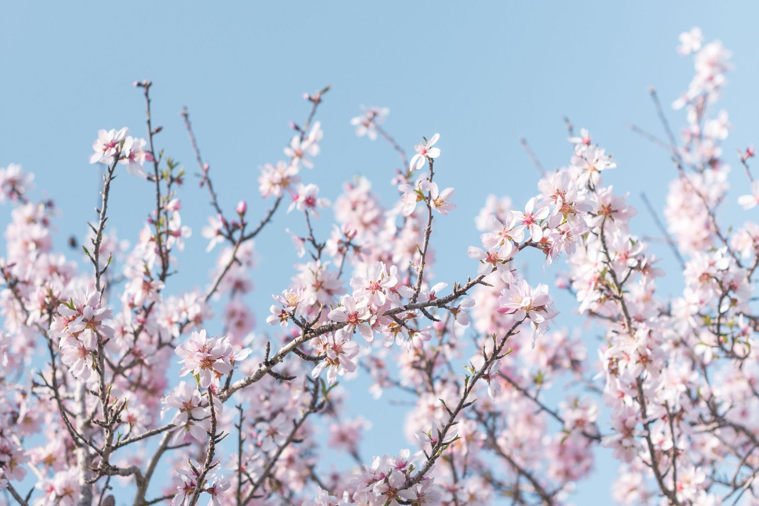 An Ibiza almond blossom tree blooming against a blue sky