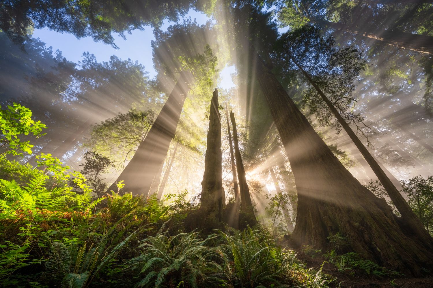 Sunbeams burst through towering redwood trees in a misty forest with lush ferns growing below.