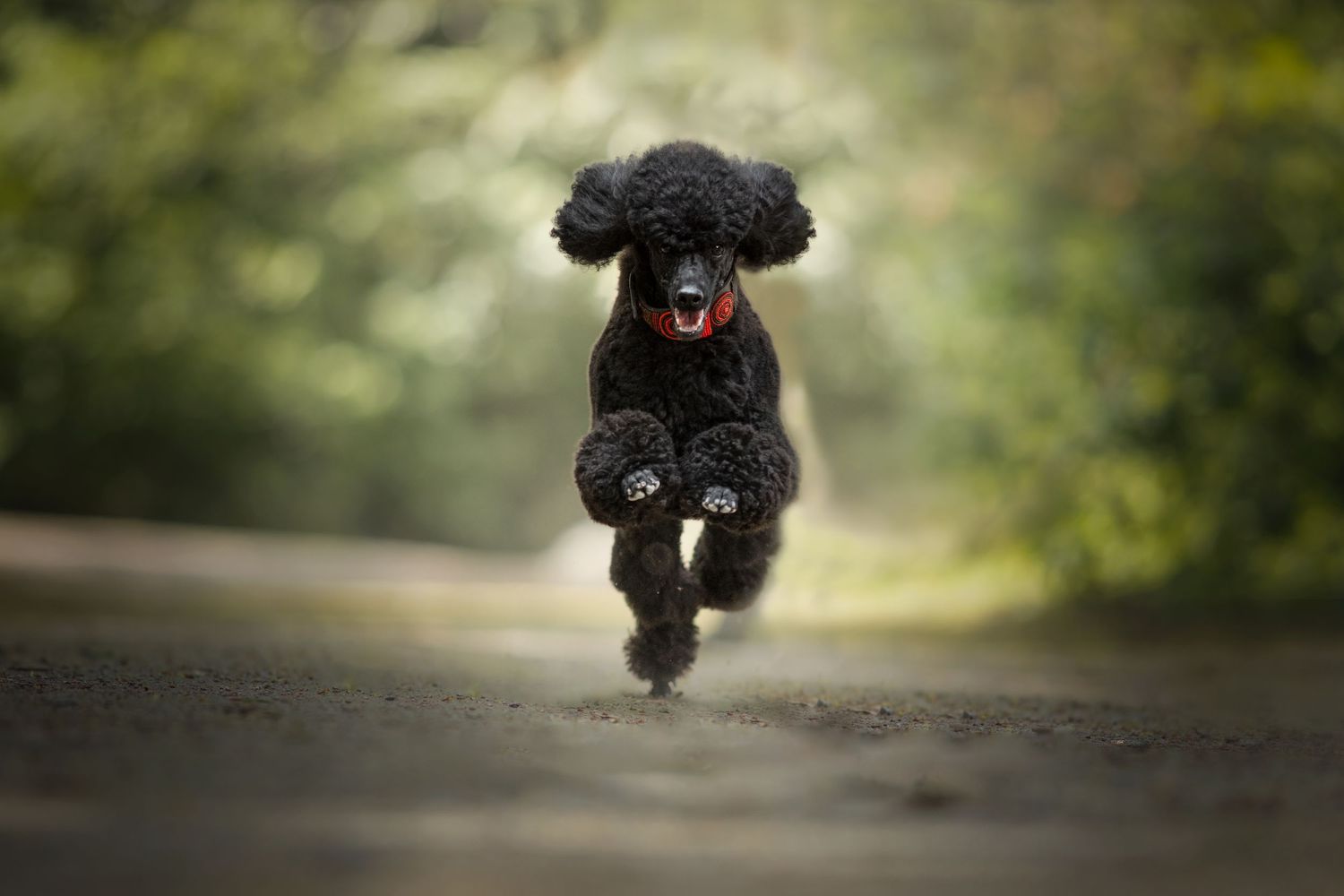 Black poodle running joyfully on a path with blurred natural background.