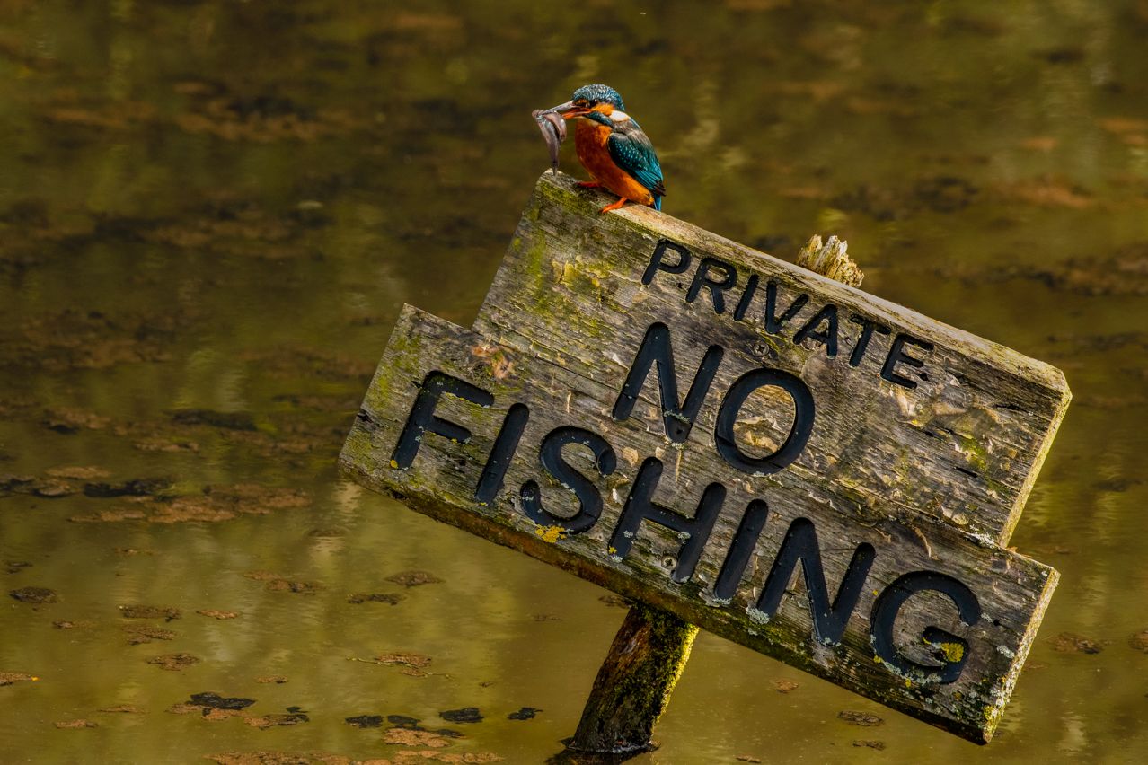 A kingfisher perched on a weathered 'No Fishing' sign above reflective water.