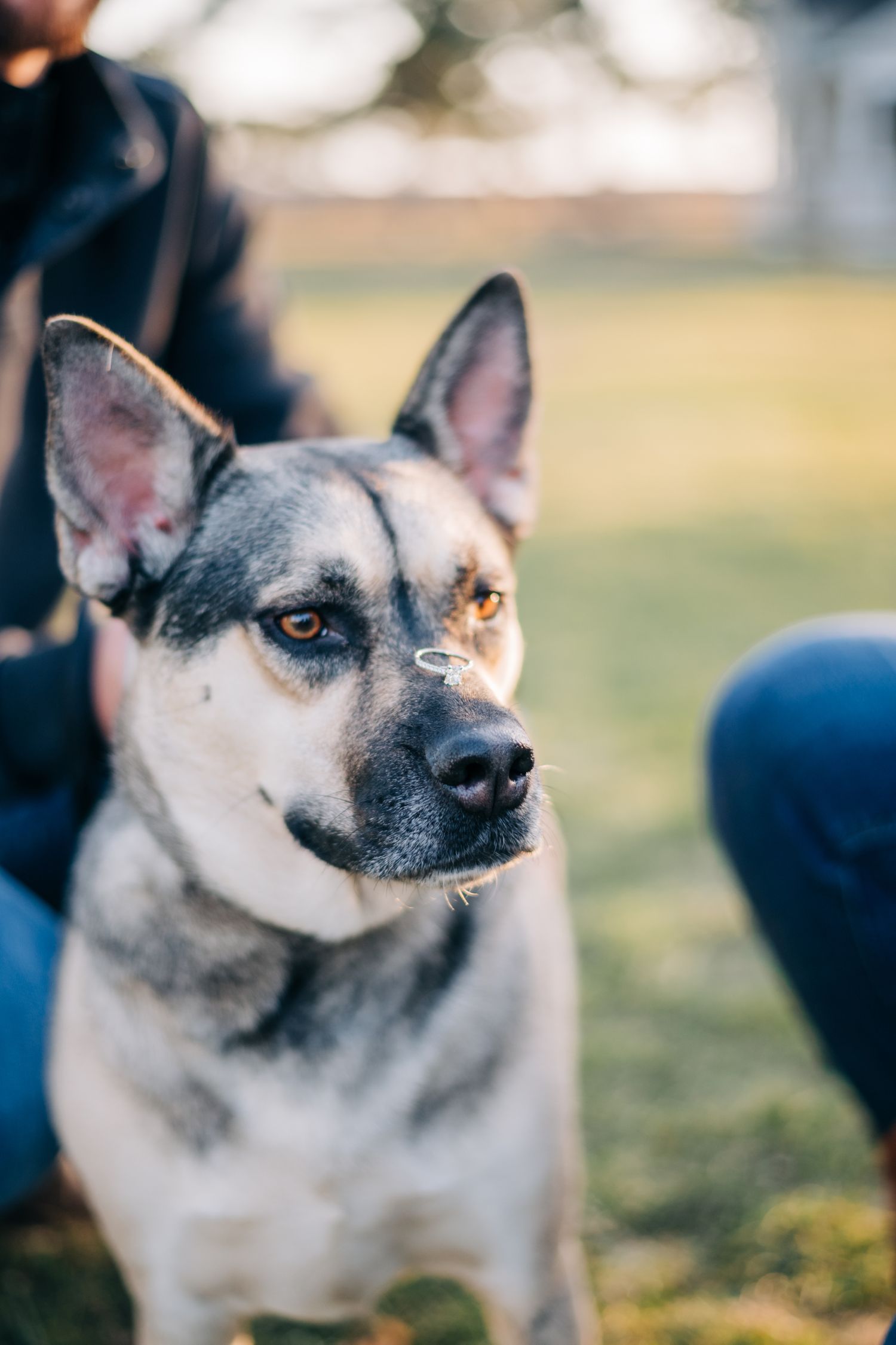 dog balancing engagement ring on her nose
