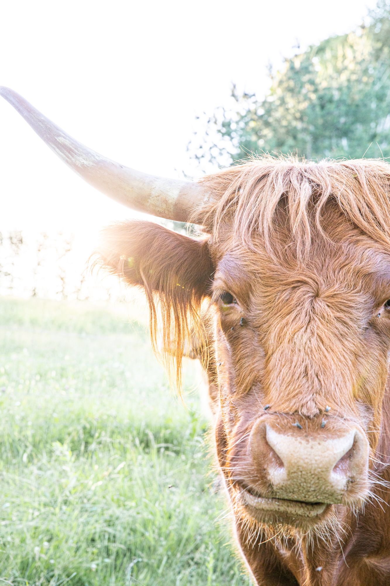 highland cattle