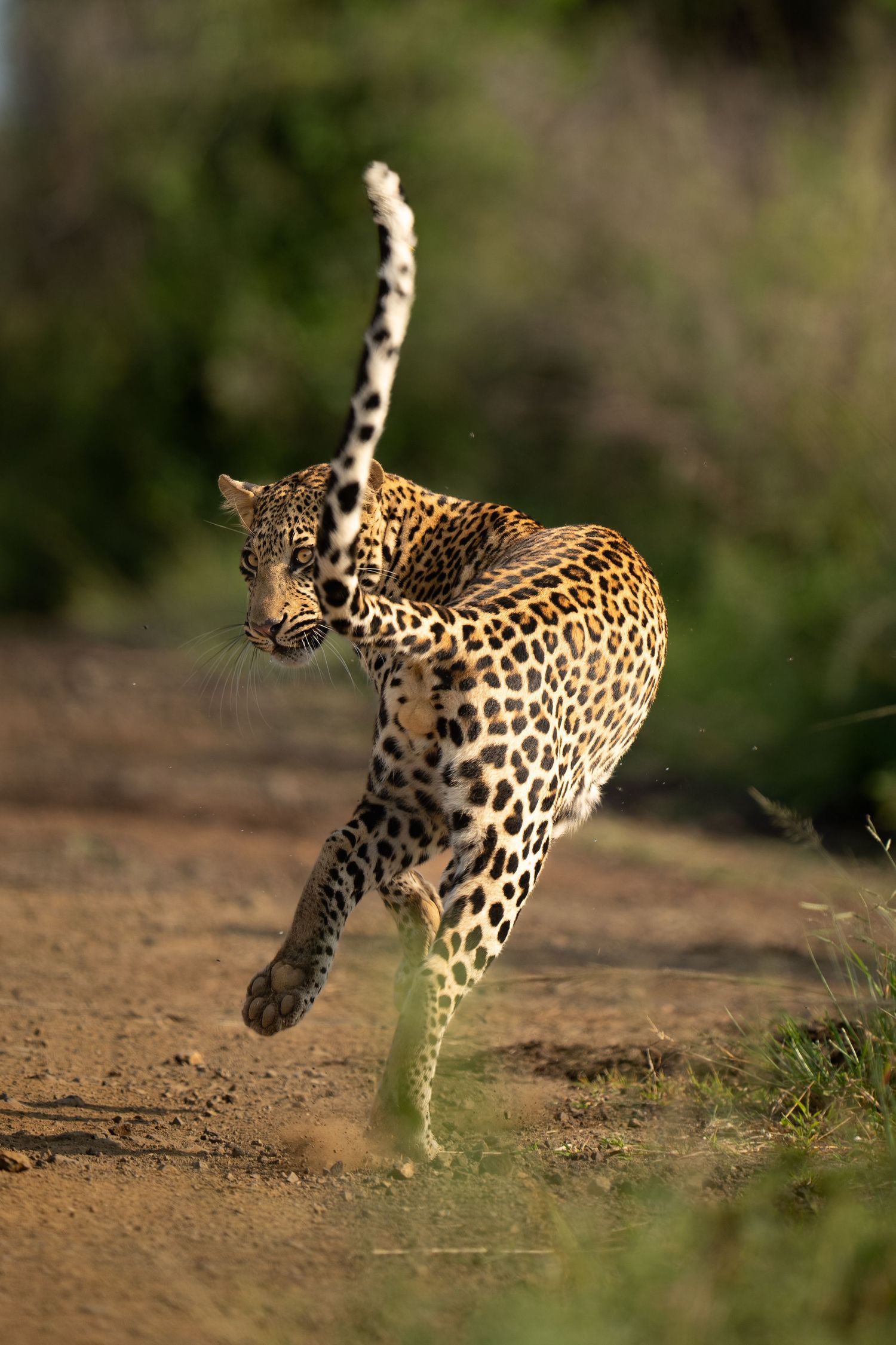 Leopard leaping gracefully through the air while hunting in natural habitat.