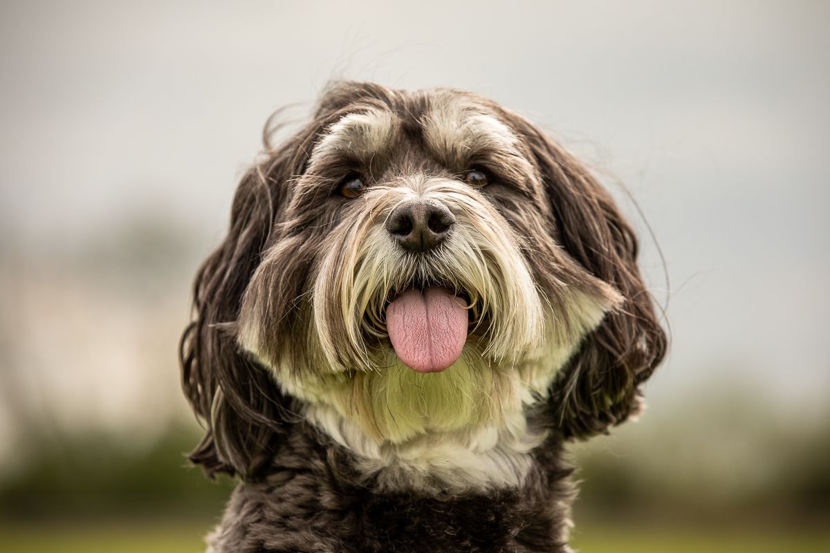 Smiling Havanese dog with brown and white fur poses for portrait outdoors.