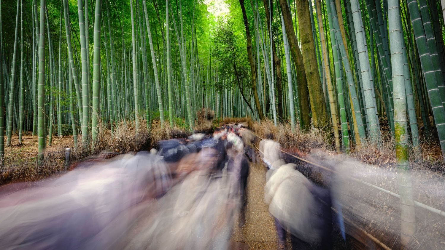 Serene bamboo forest path with tall green stalks creating natural archway.