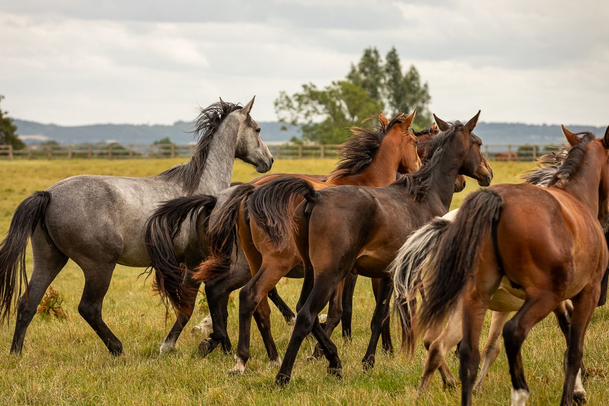 A herd of diverse colored horses moving together across a grassy meadow.