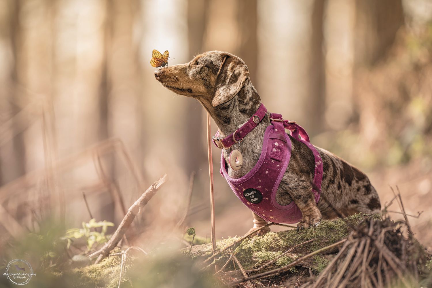 Dachshund wearing a pink harness balances a treat on its nose in a forest setting.