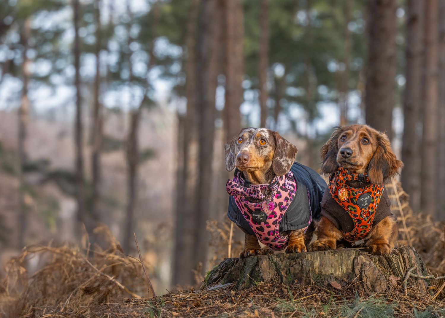 Two dachshunds wearing colorful harness pose together in a woodland setting with pine trees in the background.