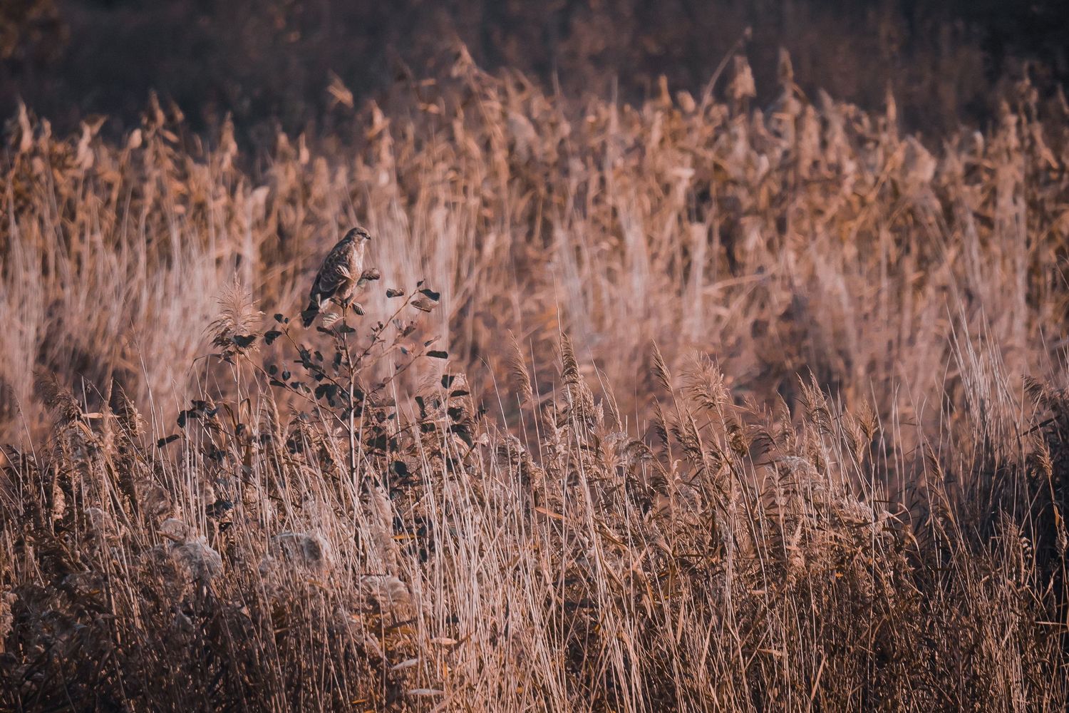 Klein vogeltje tussen hoog bruin riet in een natuurlijke waterrijke omgeving.
