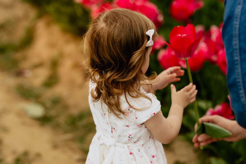 Child in white dress reaching for bright red tulips in garden.