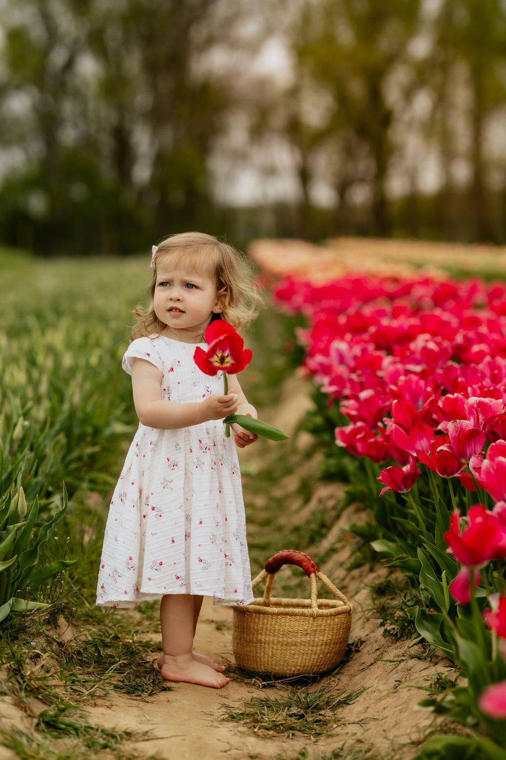 Small child in white dress standing barefoot among rows of red tulips with wicker basket.