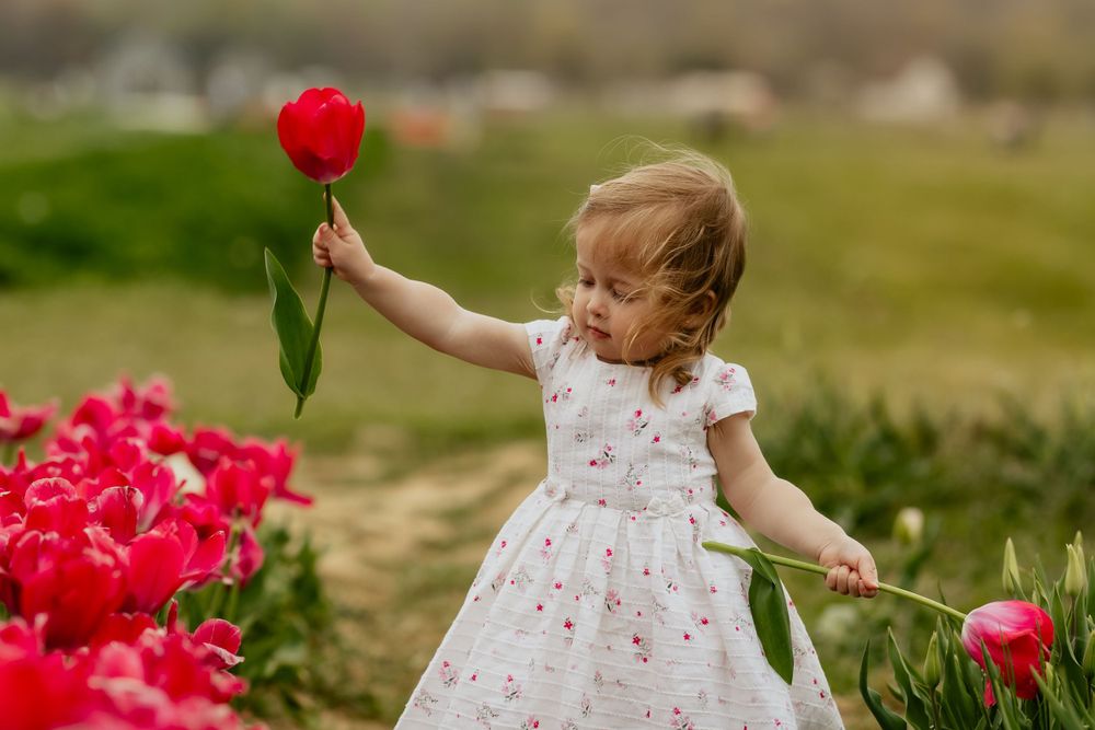 Child in white dress holding single red tulip while standing in flower field.
