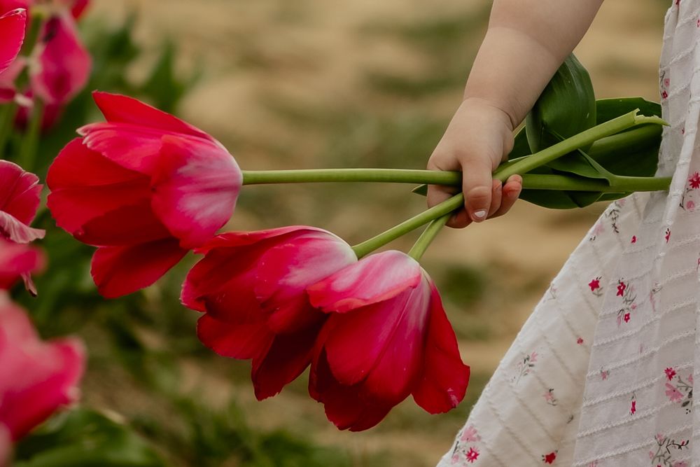Close-up of vibrant red tulips being held against white floral dress.