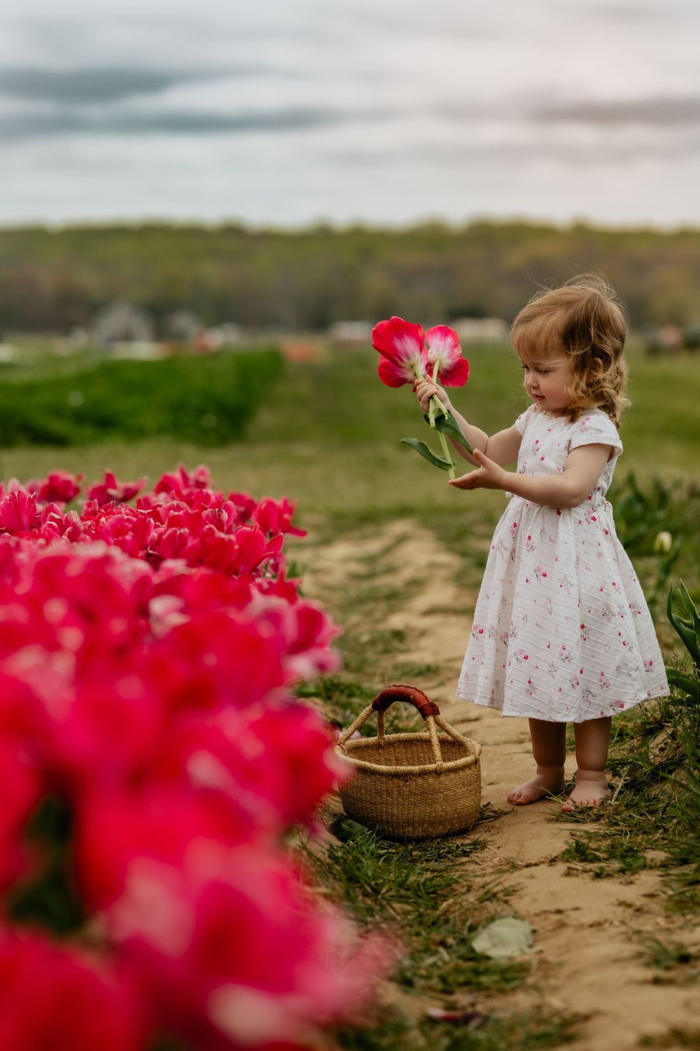 Young girl in a white dress admires red tulips while holding a wicker basket in a flower field at sunset.