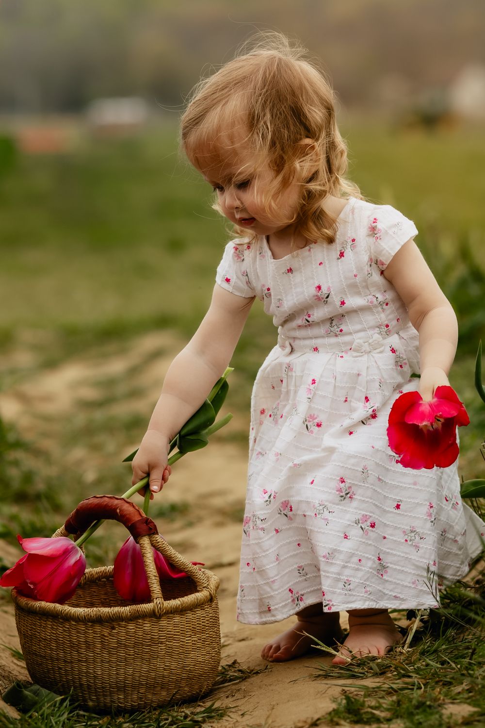 Child in white dress placing red tulips into woven basket on dirt path.