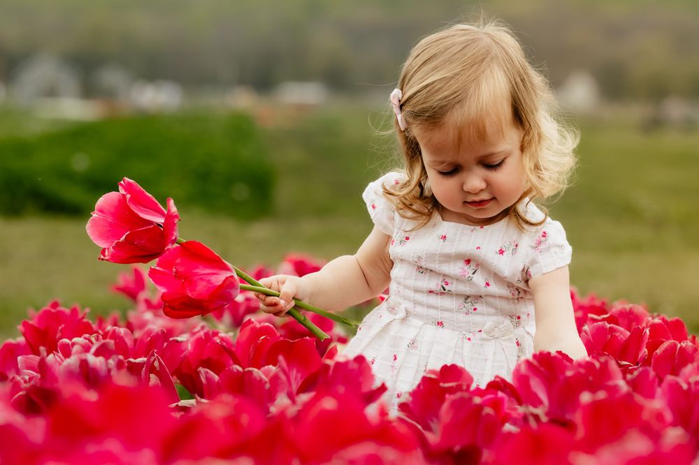 Child in white dress explores vibrant red tulips in spring garden.
