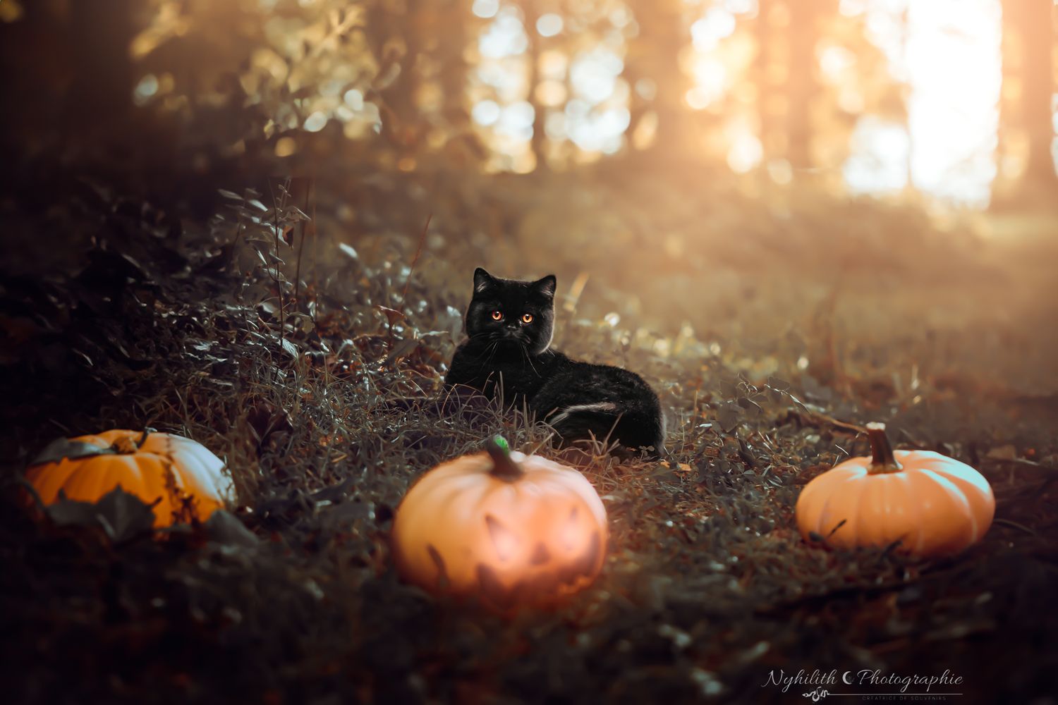 Photographe animaux de séances à thème à Verdun