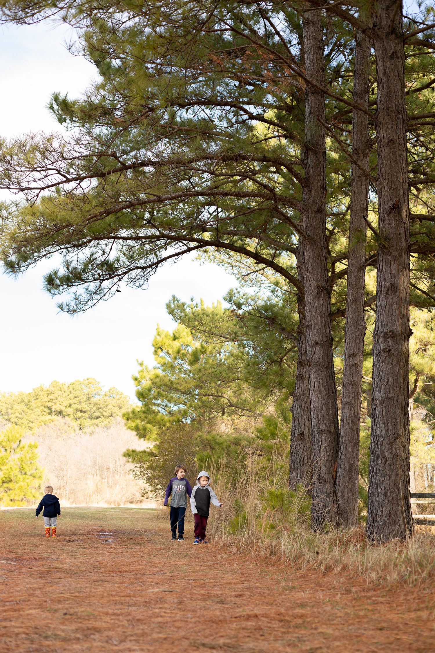 A walking path through tall pine trees with people strolling in the distance.