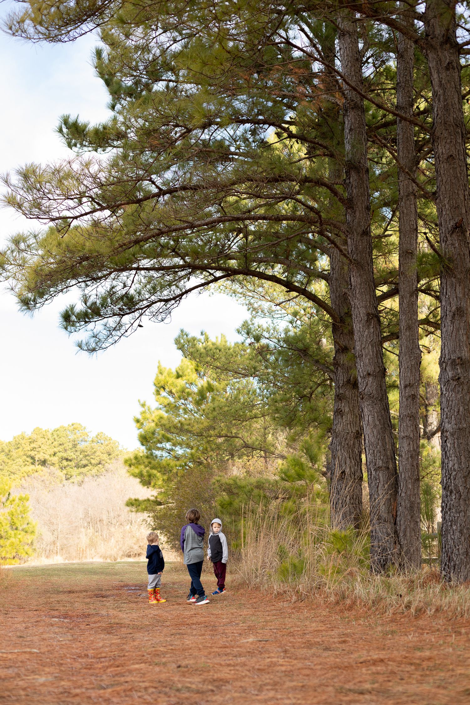 People walking along a winding trail beneath towering pine trees.