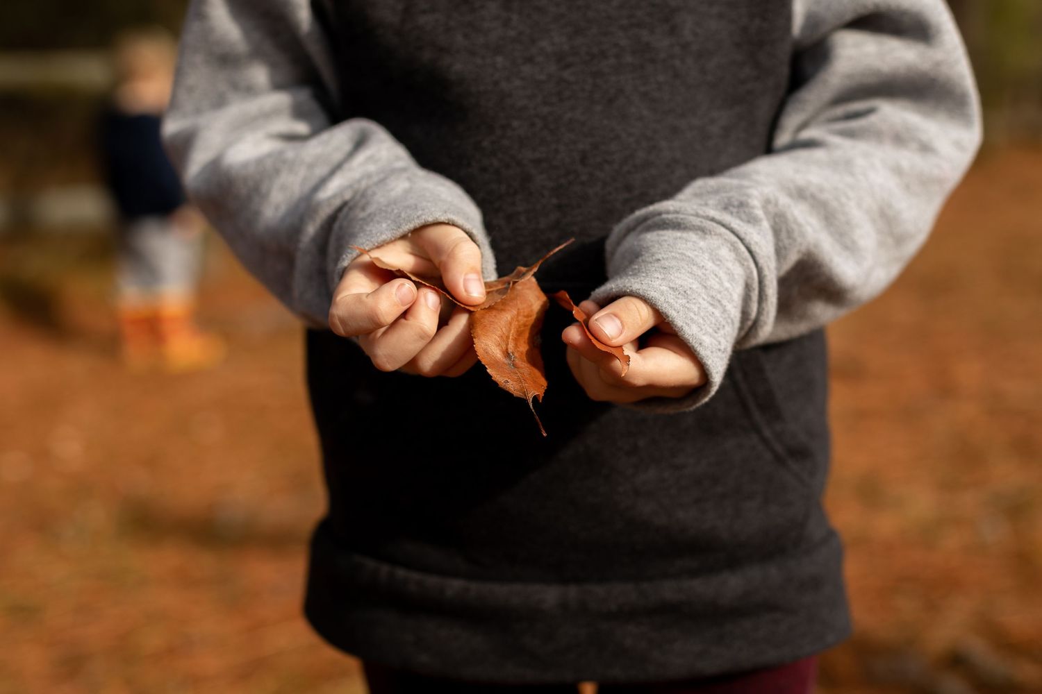 Close-up of hands holding dried autumn leaves on a fall day.
