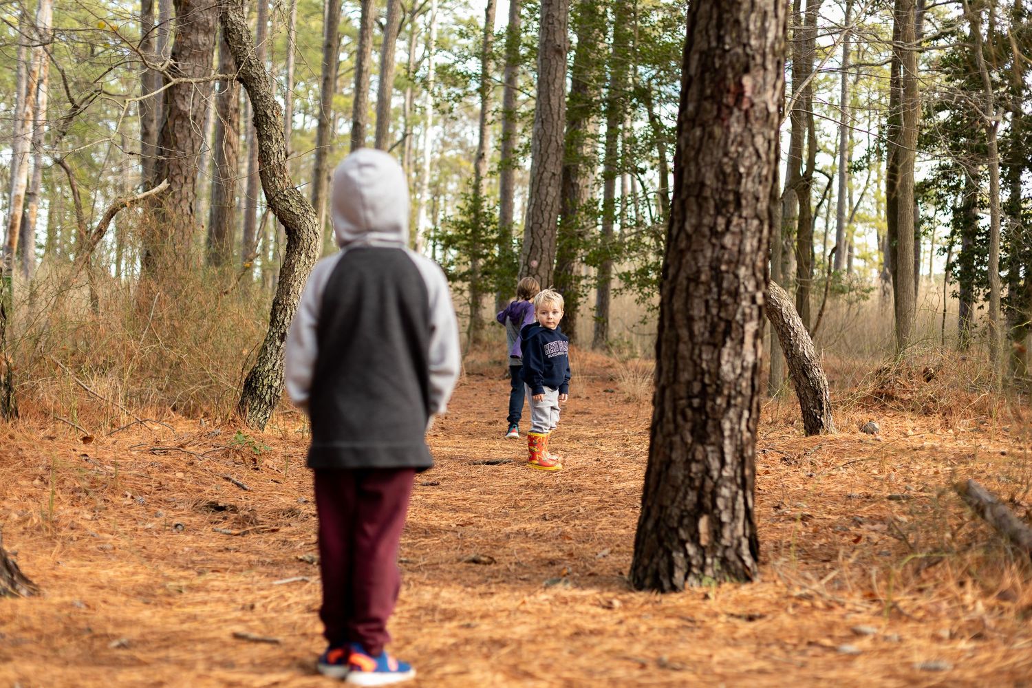 Children playing and running through a pine forest with fallen needles.