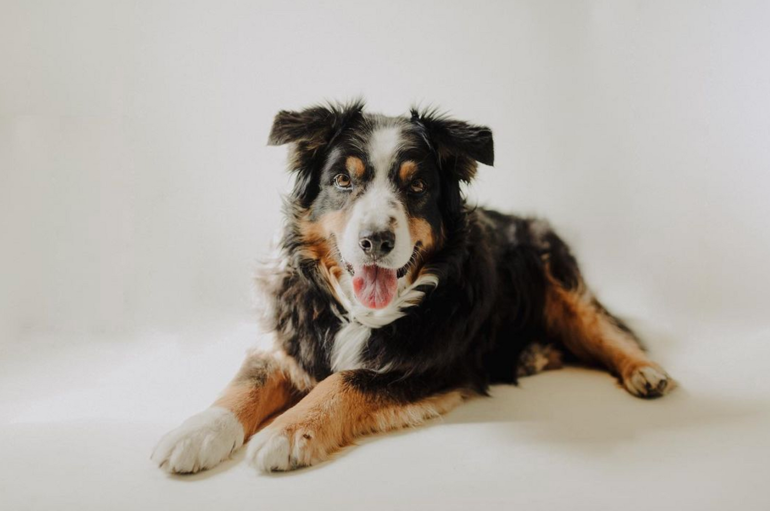 An Australian Shepherd dog with tri-colored fur lying down on a white background.