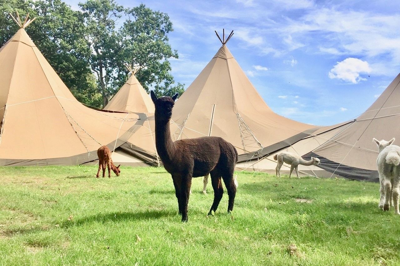 Photo of an Alpaca in front of a wedding marquee