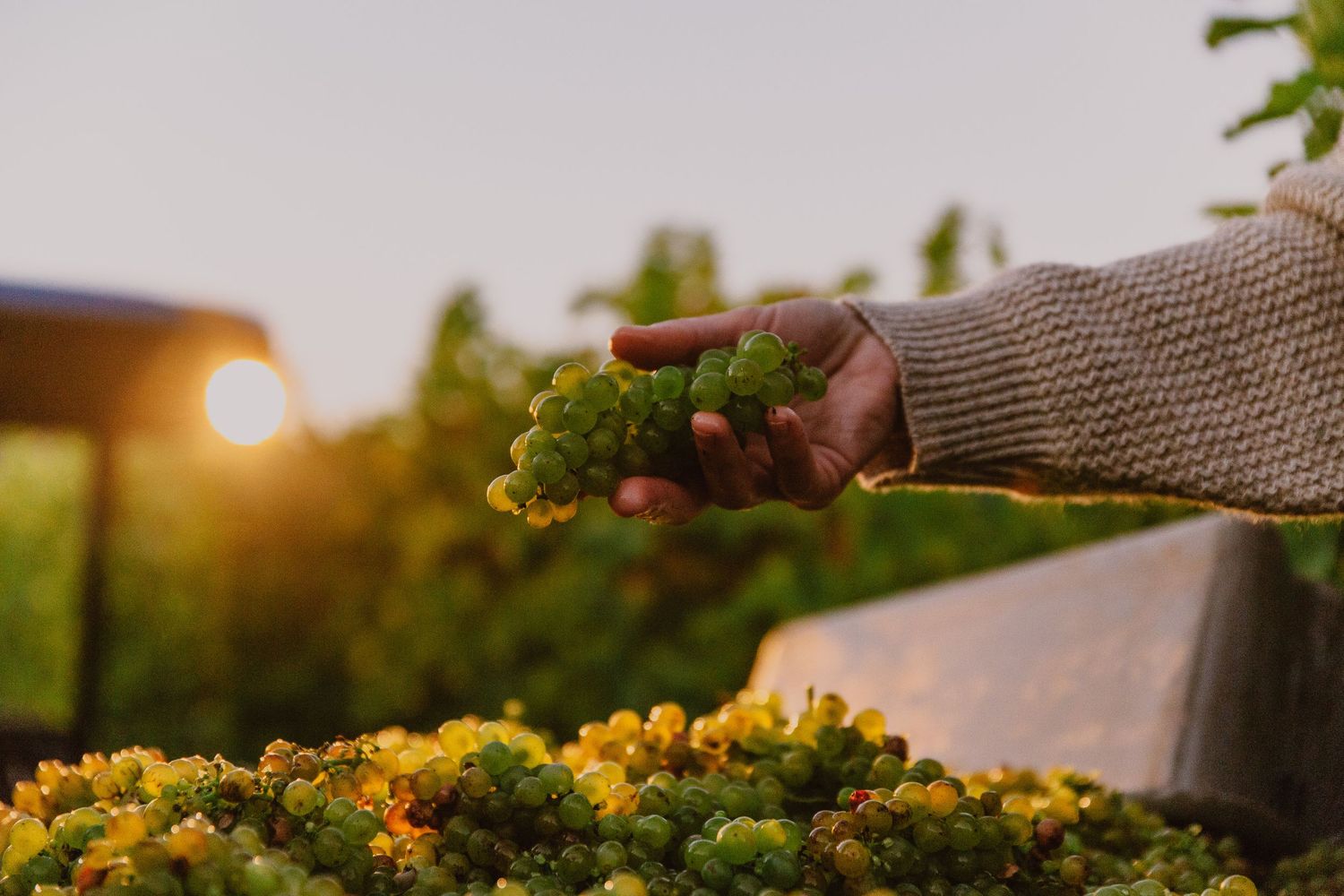 Hand holding white wine grapes in Cambria, California