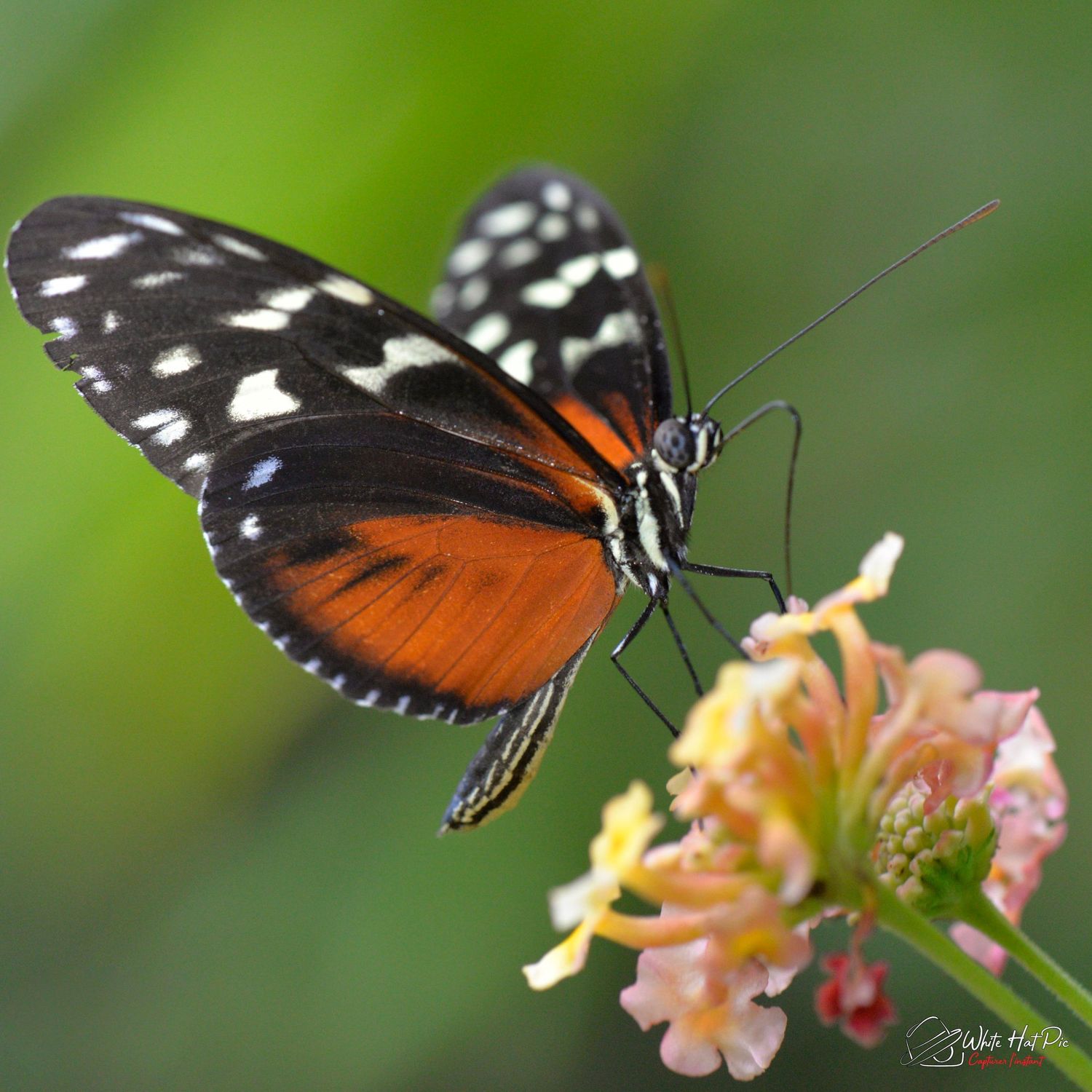 Papillon 1