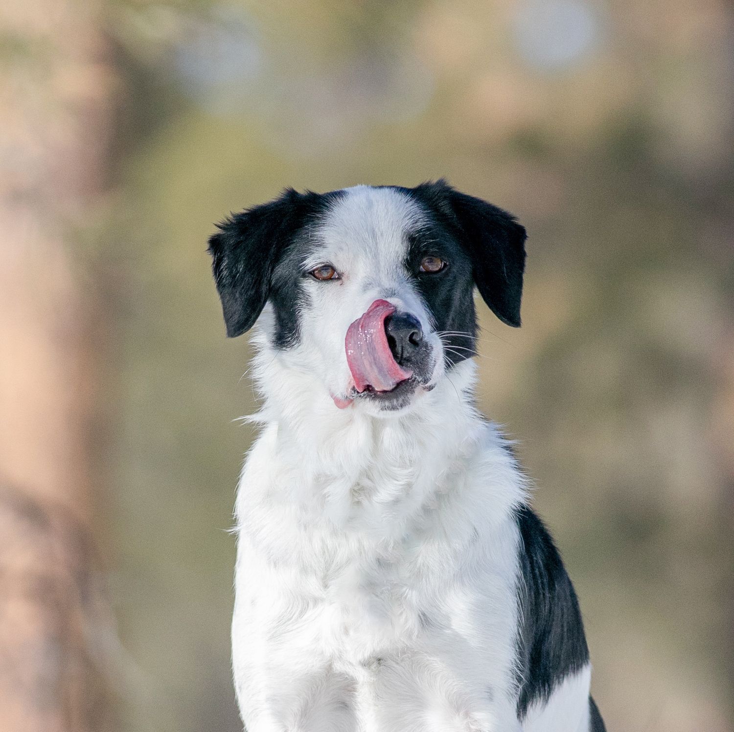 Fun in the mountains. Playful images to capture your pets personality