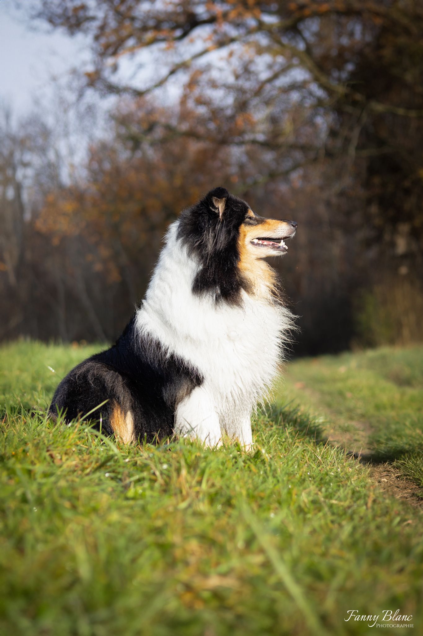 chien chienne canin animal colley a poils longs photographe animalière photo canon esoR10
