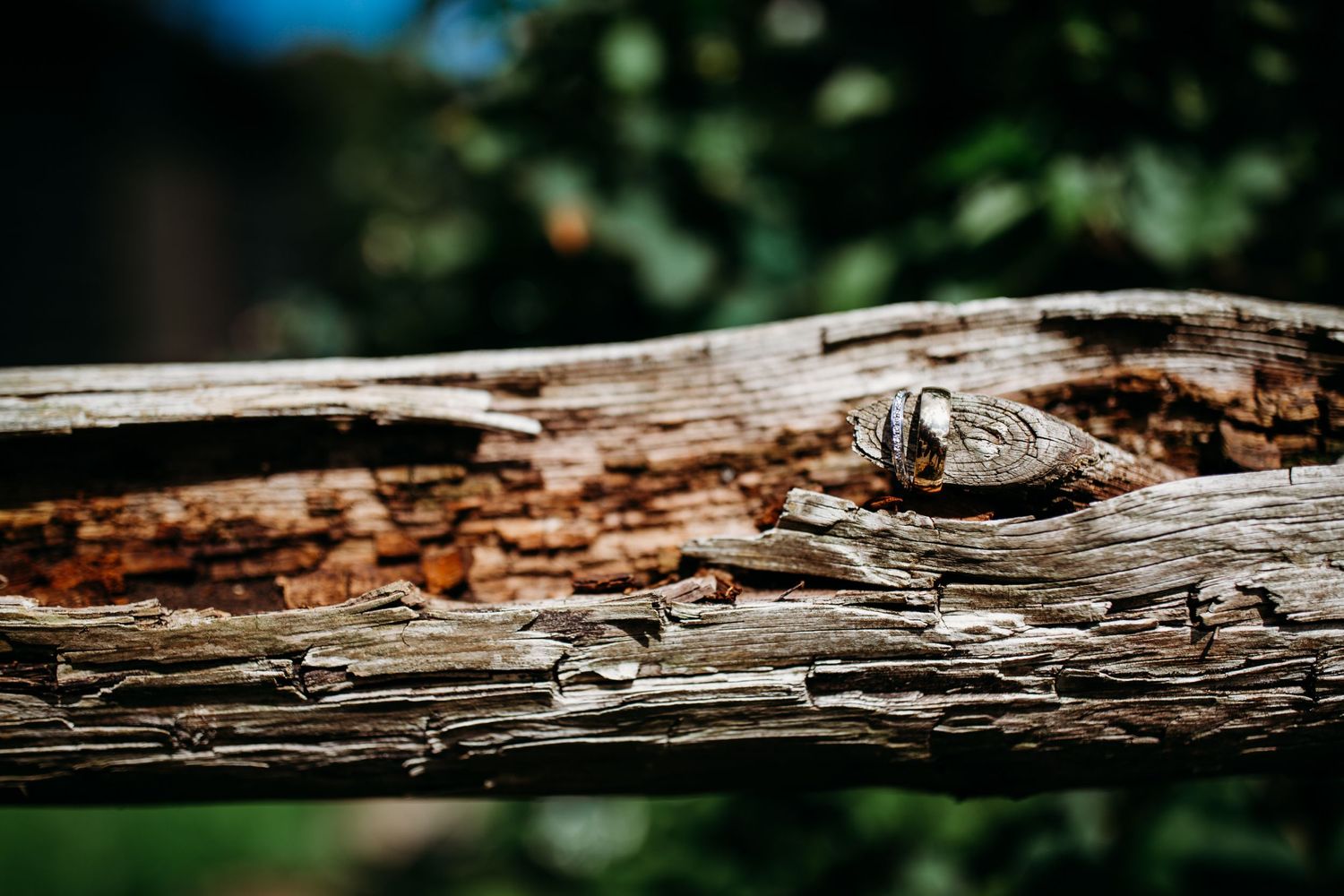 Wedding rings photographed on weathered wooden log surface.