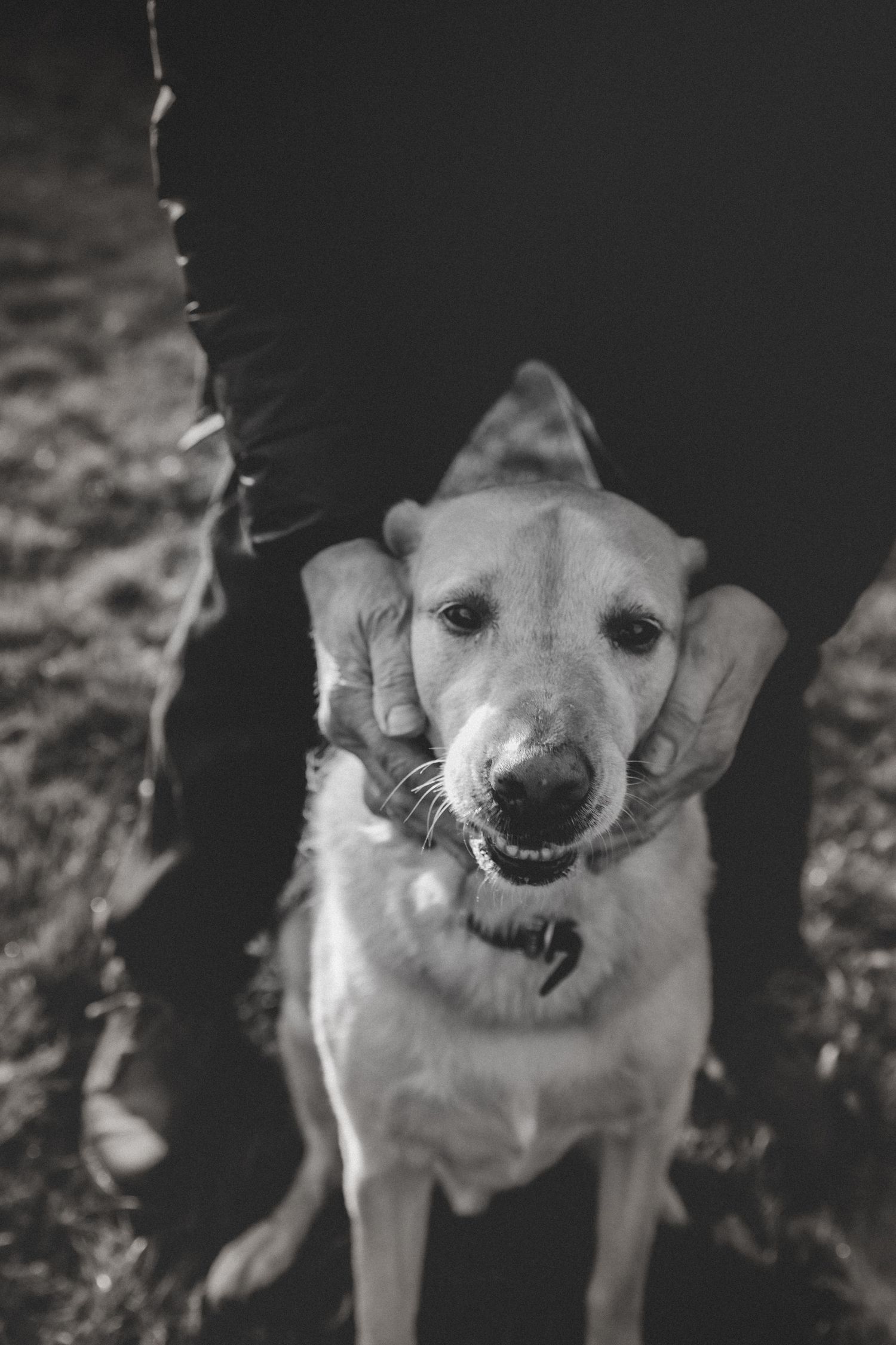 A happy white dog with a big smile looks directly at the camera in black and white.