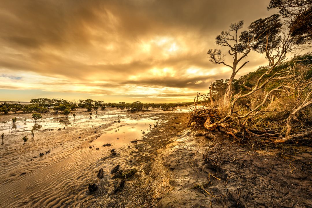 Eroded coastline with weathered trees under dramatic golden sunset sky.