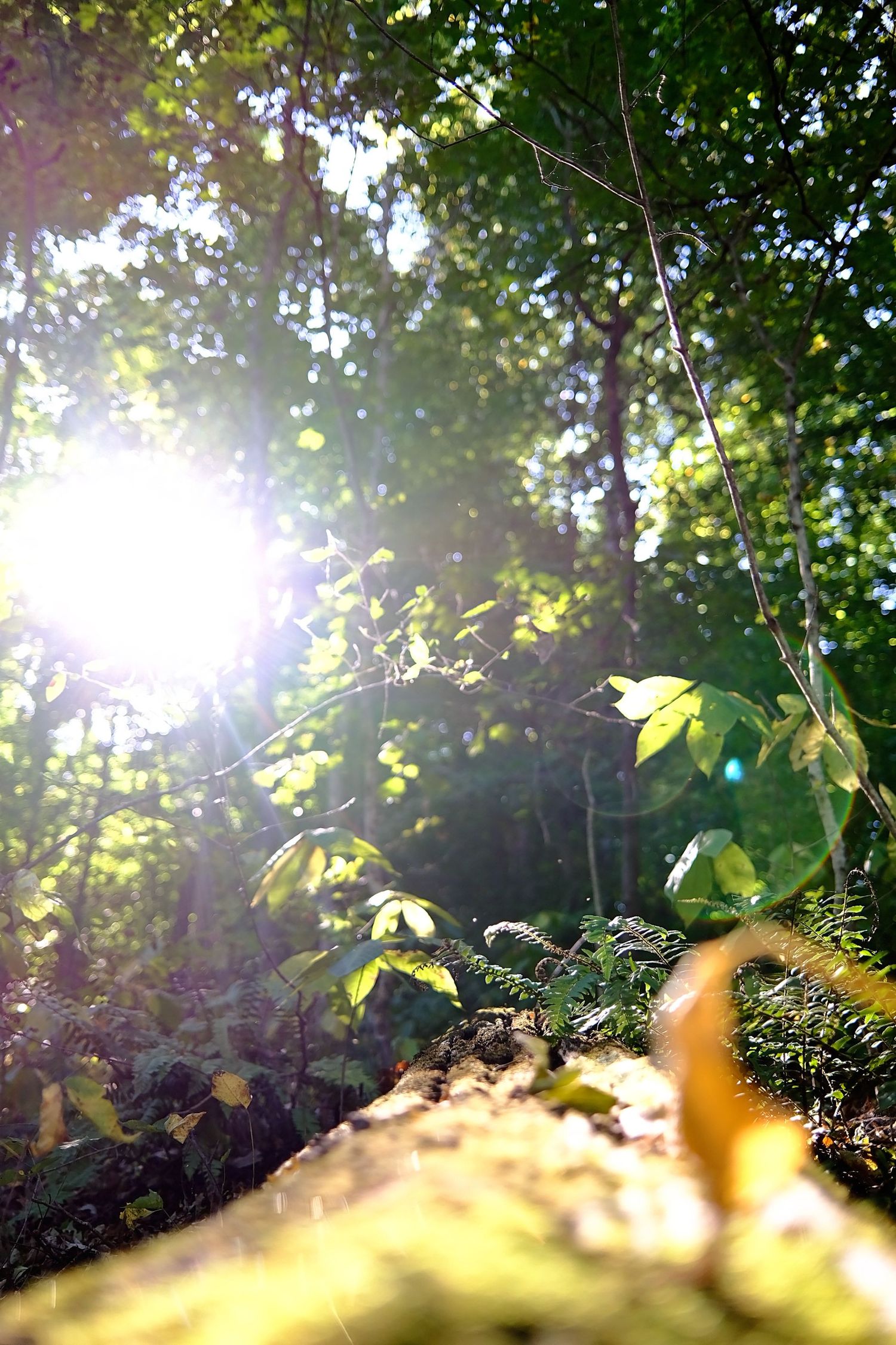 Sunlight backlights a fallen tree trunk