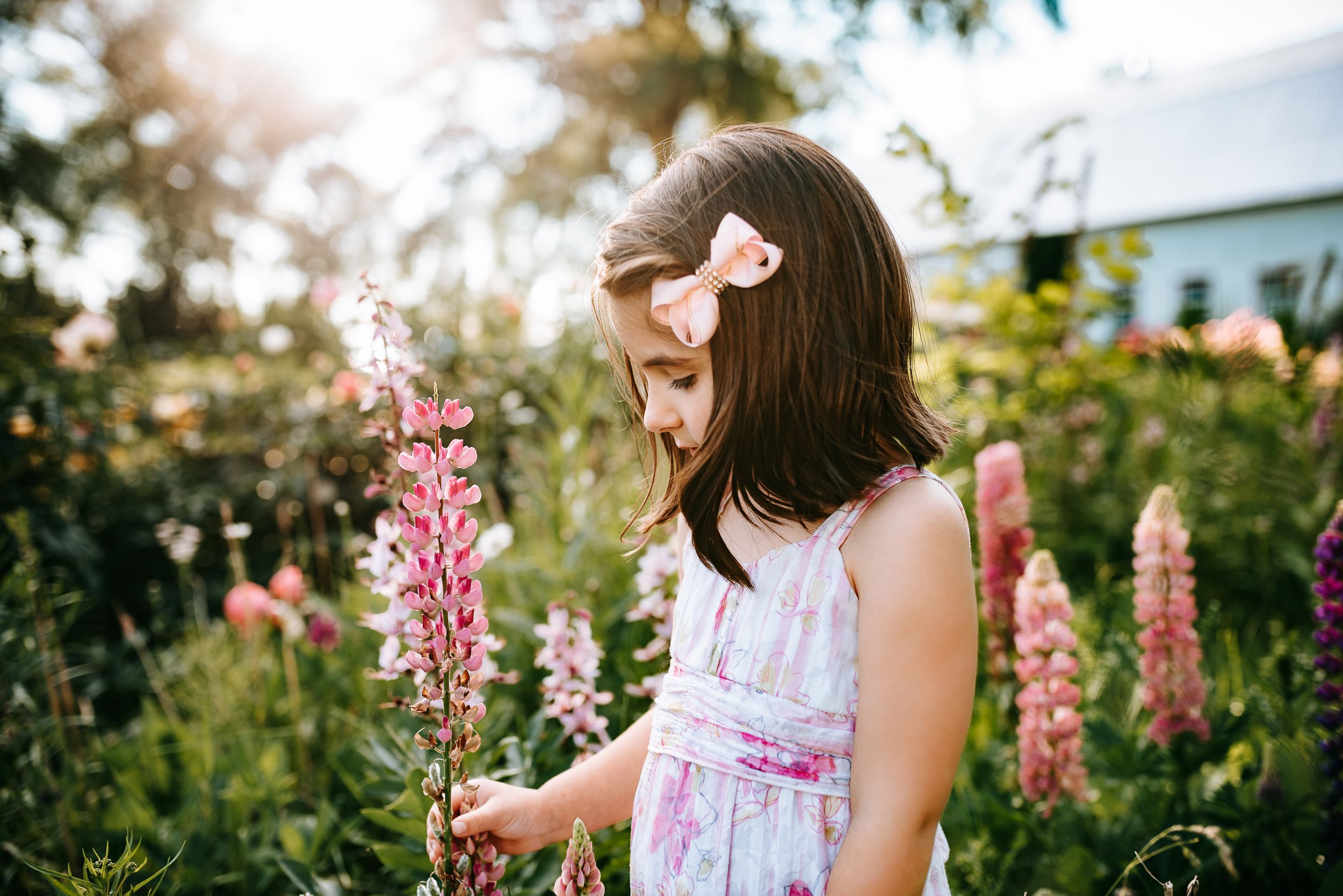 Child in floral dress admiring pink lupine flowers in sunny garden.