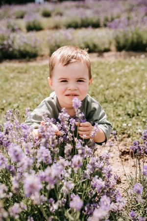 Young toddler playing in a field of blooming purple lavender flowers on a sunny day.