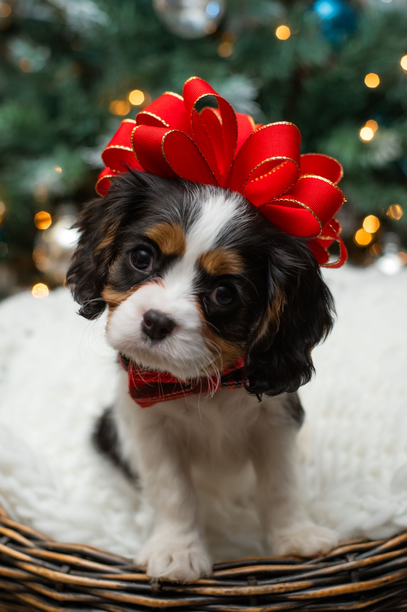 Cavalier King Charles Spaniel puppy wearing red bow in Christmas setting.