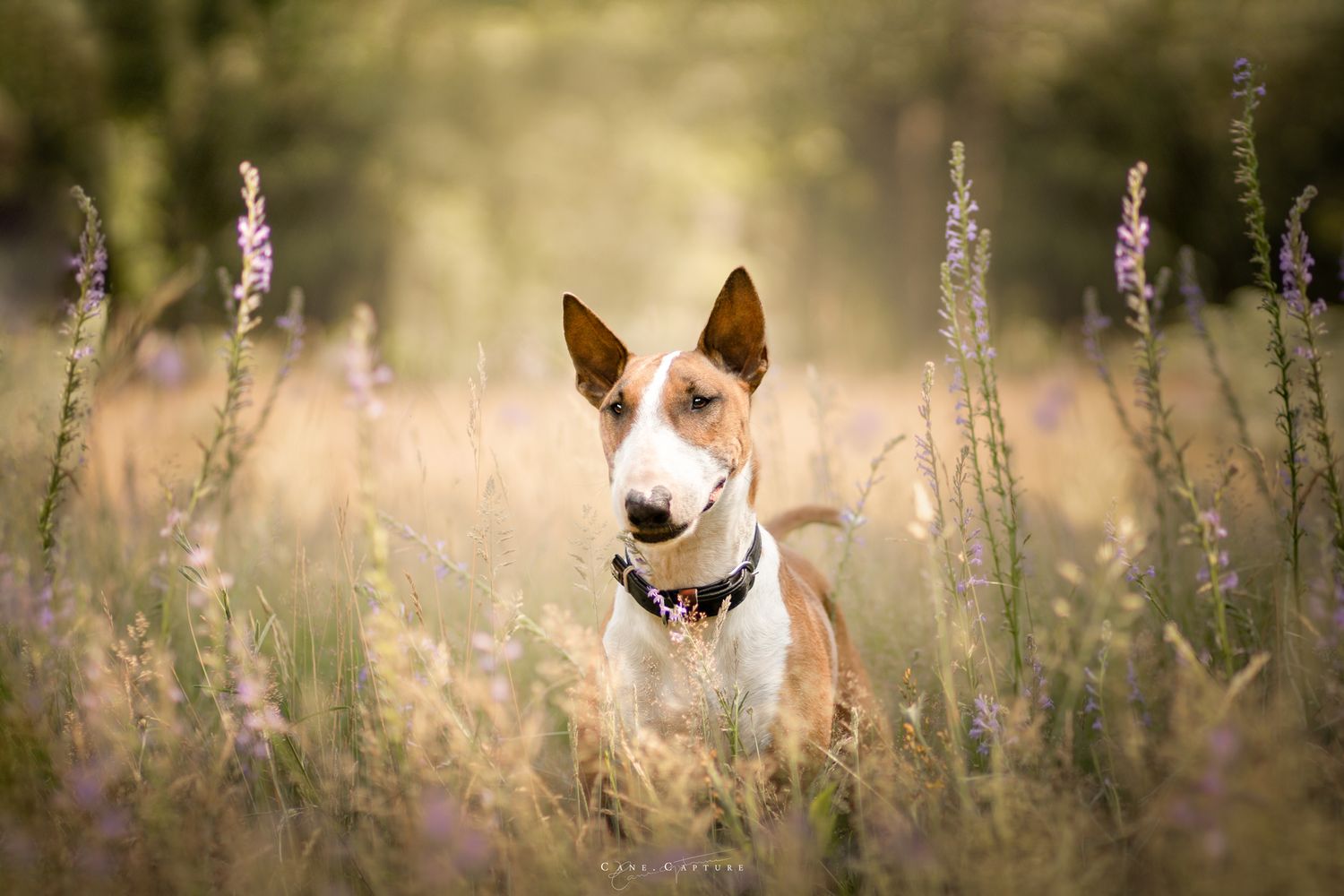 photo-chien-exterieur-tours-saint-malo-chloe-frigo