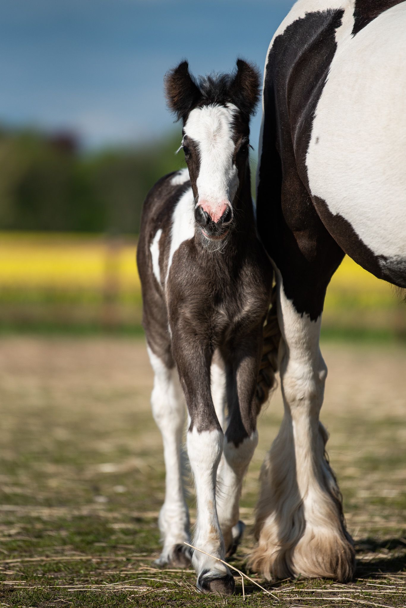Irish cob föl Shuffler avkomma Vellinge
