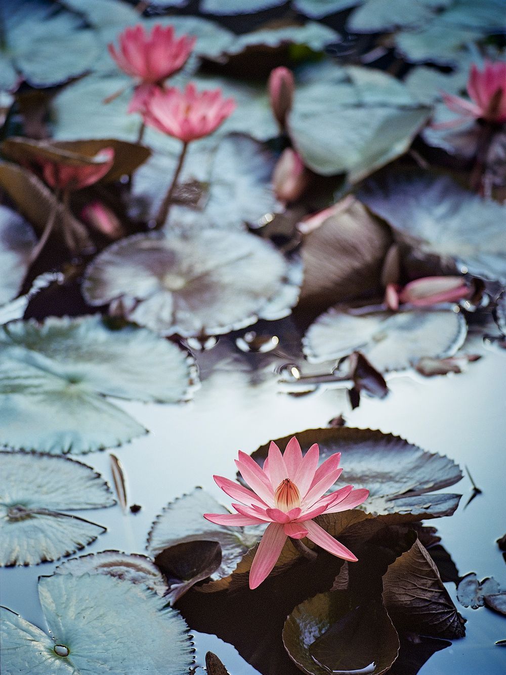 Water Lily at Temple of Literature, Hanoi by Adam West Photo