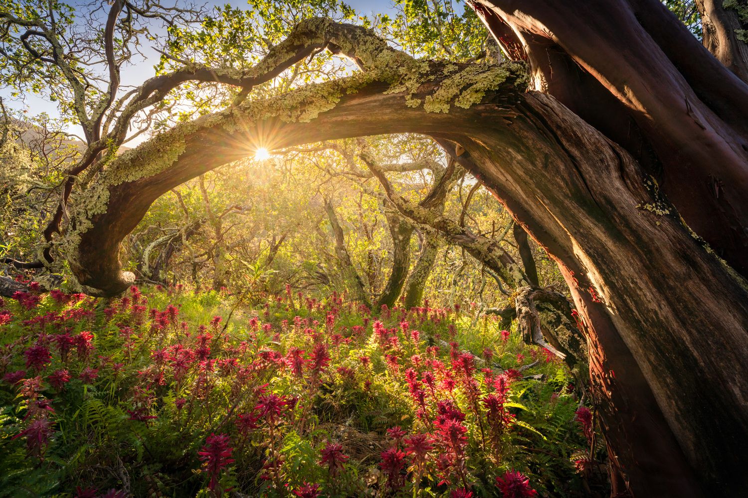 Sunlight streams through twisted trees over pink wildflowers blooming in a mystical forest setting at sunset.