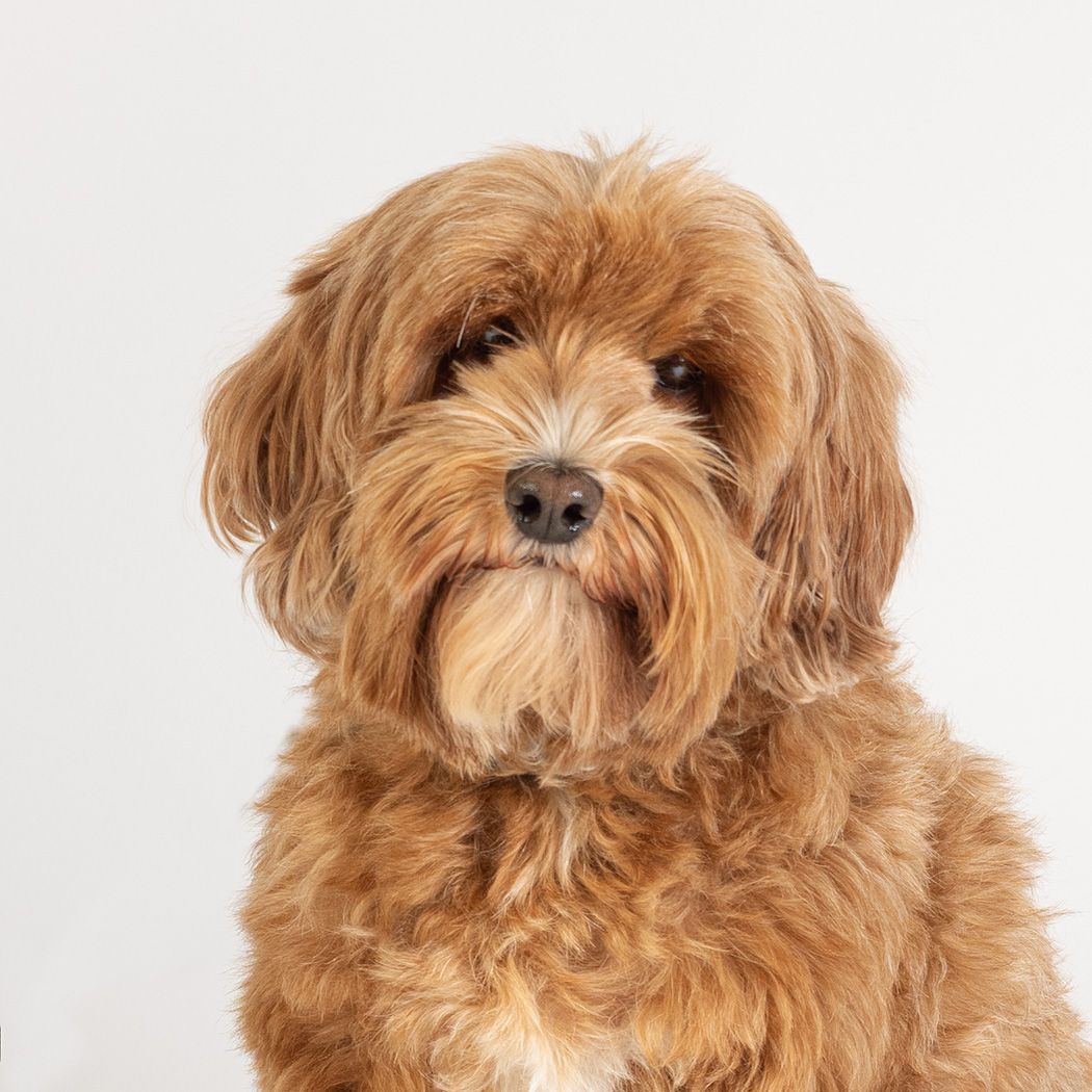 Cavapoo in photographic studio by Lucy Reeve Dog Photographer
