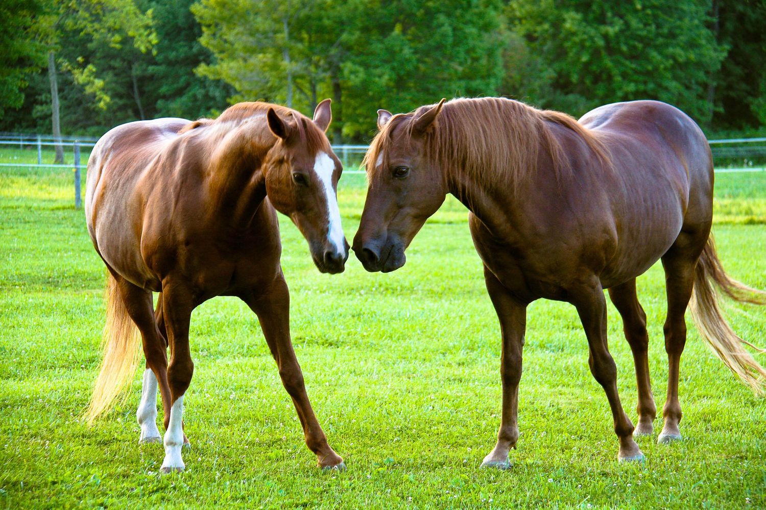 Horses Lucky and Red