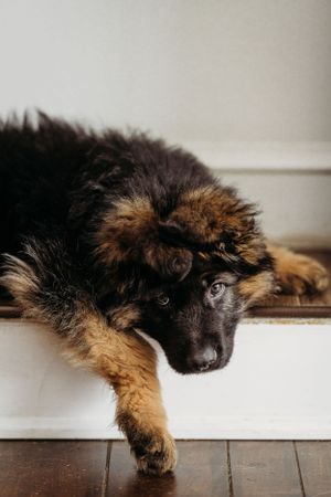 Baby german shepherd puppy, at home being a very good boy hanging off the top step.