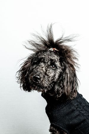 Gorgeous poodle portrait - megaesophagus in studio.